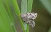 Scoparia sp.